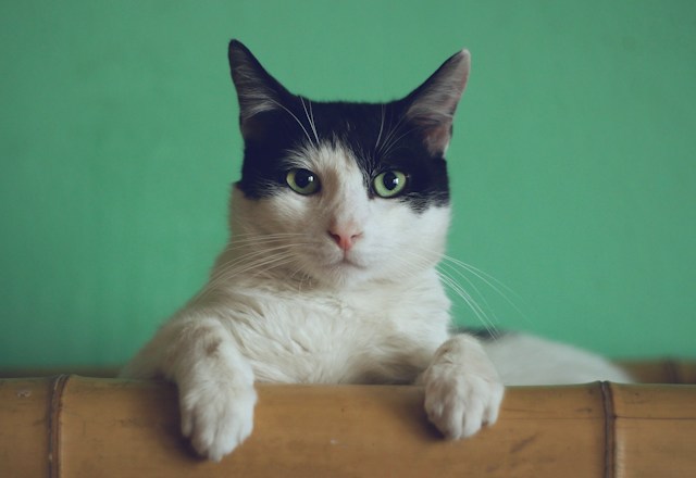 【PETKIT】メンタリストDaiGoが絶賛した猫の自動トイレとは?その実力を解説